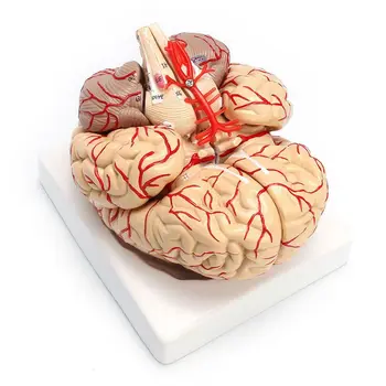 1: 1, Levensgrote Menselijke Anatomische Hersenen Pro Dissectie Orgel Onderwijs Model